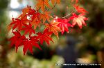  南禅寺の奥山　神明山の紅葉