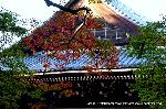  南禅寺の奥山　神明山の紅葉 : 法堂