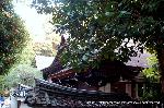  南禅寺の奥山　神明山の紅葉 : 南禅院