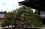 秋季一般公開　京都御所の秋　その2 : 右近の橘