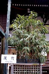 京都御所秋季一般公開   : 清涼殿東庭は「北に呉竹、南に漢竹(からたけ)」が植栽