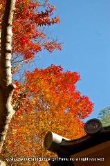 三尾の紅葉　明恵を歩く