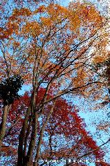 秋の物見遊山 / 紅葉見・観楓