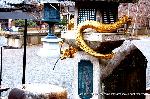 瀧尾神社と本圀寺の龍 : 石灯籠にご神体は巻きついている