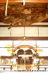 瀧尾神社と本圀寺の龍 : 拝殿天井を這う木彫の龍