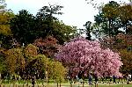 上賀茂神社の櫻 : 左/葉桜の御所桜　右/満開の斎王桜