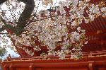 上賀茂神社の櫻 : 賀茂曲水宴の頃　楼門に映える賀茂桜　