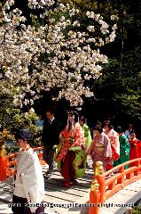 上賀茂神社の櫻 : 賀茂曲水宴の玉橋を渡る斎王代と賀茂桜