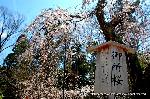 上賀茂神社の櫻 : 孝明天皇御下賜(ごかし)の御所桜