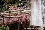 上賀茂神社の櫻 : 花傘仕立ての風流桜が蕾を数輪開かせた