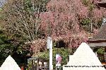 上賀茂神社の櫻 : 立砂と未だ蕾の「みあれ桜」