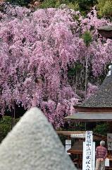 上賀茂神社の櫻 : みあれ桜