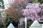 上賀茂神社の櫻 : 立砂と満開の「みあれ桜」