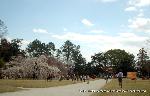 上賀茂神社の櫻 : 芝の馬場から一の鳥居と御所桜