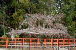 上賀茂神社の櫻 : 蕾の風流桜