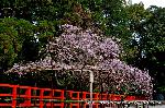 上賀茂神社の櫻 : 満開の風流桜