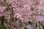 上賀茂神社の櫻 : 半木の道　紅しだれ桜のトンネル