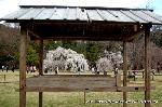上賀茂神社の櫻 : 御所桜の傍に白く咲くのは次代予定の御所桜