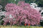 上賀茂神社の櫻 : 染井吉野の桜色を背後に　紅しだれの斎王桜が満開となる