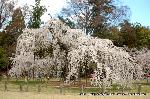 上賀茂神社の櫻 : 御所桜は白しだれ桜