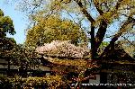 上賀茂神社の櫻 : 社務所にかかる桜