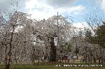 上賀茂神社の櫻 : 御所桜を四方から眺めると