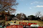 上賀茂神社の櫻 : この日　競馬の埒が設営されていた