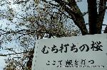 上賀茂神社の櫻 : 鞭打の桜　賀茂競馬の目印の山桜