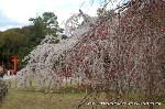 上賀茂神社の櫻 : 御所桜が満開も　斎王桜は膨らんだ蕾だ