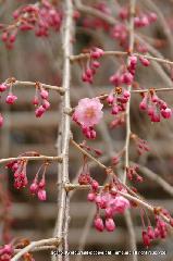 上賀茂神社の櫻 : みあれ桜