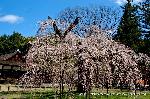 洛中洛外京桜図　一見さんの桜に通の桜　編　その三 : この向きからの御所桜はまとまりがよい