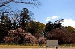上賀茂神社の櫻 : 左/御所桜と子　右/斎王桜