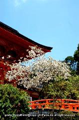 上賀茂神社の櫻 : 楼門前の玉橋と賀茂桜