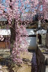 知られざる桜の見所 : 右手が本堂裏にあたる