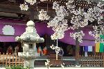 西陣の日蓮宗寺院の櫻　その2 : 境内には春季大法要の読経が響き渡る
