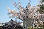 西陣の日蓮宗寺院の櫻　その2 : 境内を見渡す日像聖人像と桜