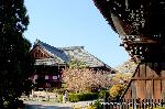 西陣の日蓮宗寺院の櫻　その2 : 鐘楼とお会式桜と本堂