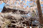 西陣の日蓮宗寺院の櫻　その2 : 祖師堂前庭の桜の枝にかかる札に注目