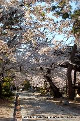 西陣の日蓮宗寺院の櫻　その2 : 参道石畳も桜に被われる