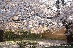西陣の日蓮宗寺院の櫻　その2 : 山門前のソメイヨシノ