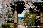 西陣の日蓮宗寺院の櫻　その2 : 偉業を示す山門の門札が眩しい
