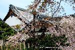洛中洛外京桜図　一見さんの桜に通の桜　編　その二 : 大玄関と客殿