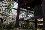 西陣の日蓮宗寺院の櫻　その2