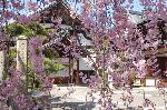 西陣の日蓮宗寺院の櫻　その2 : 紅しだれの簾越しに見る庫裏と大玄関