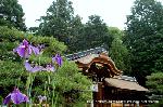 どこで愛でるか花菖蒲　その1