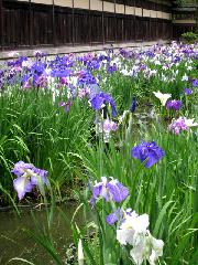 どこで愛でるか花菖蒲　その2