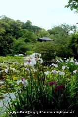 どこで愛でるか花菖蒲　その2