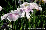どこで愛でるか花菖蒲　その2