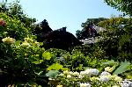 どこで愛でるか花菖蒲　その2