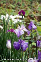 どこで愛でるか花菖蒲　その2
